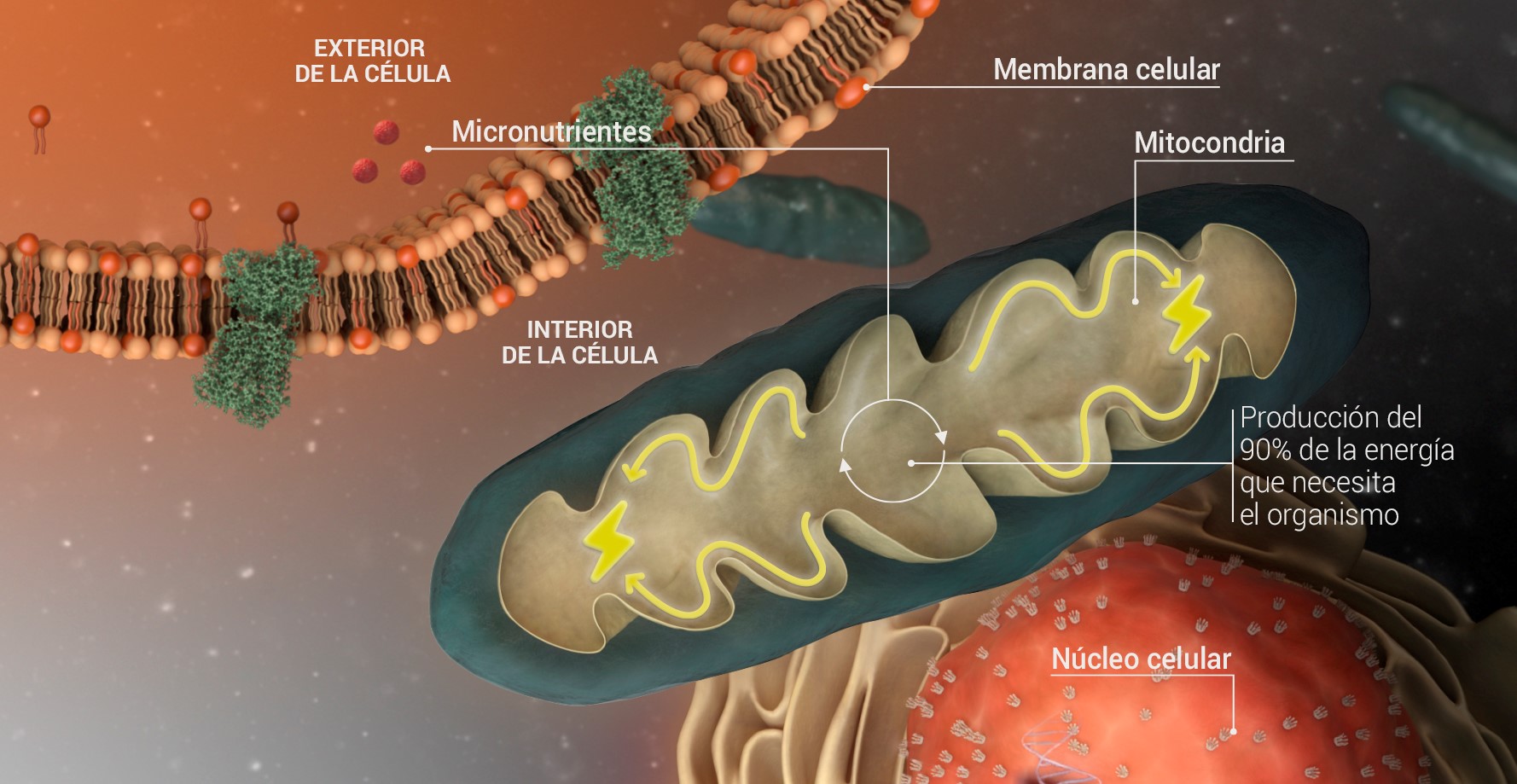 La Mitocondria: La imagen sabatina XL